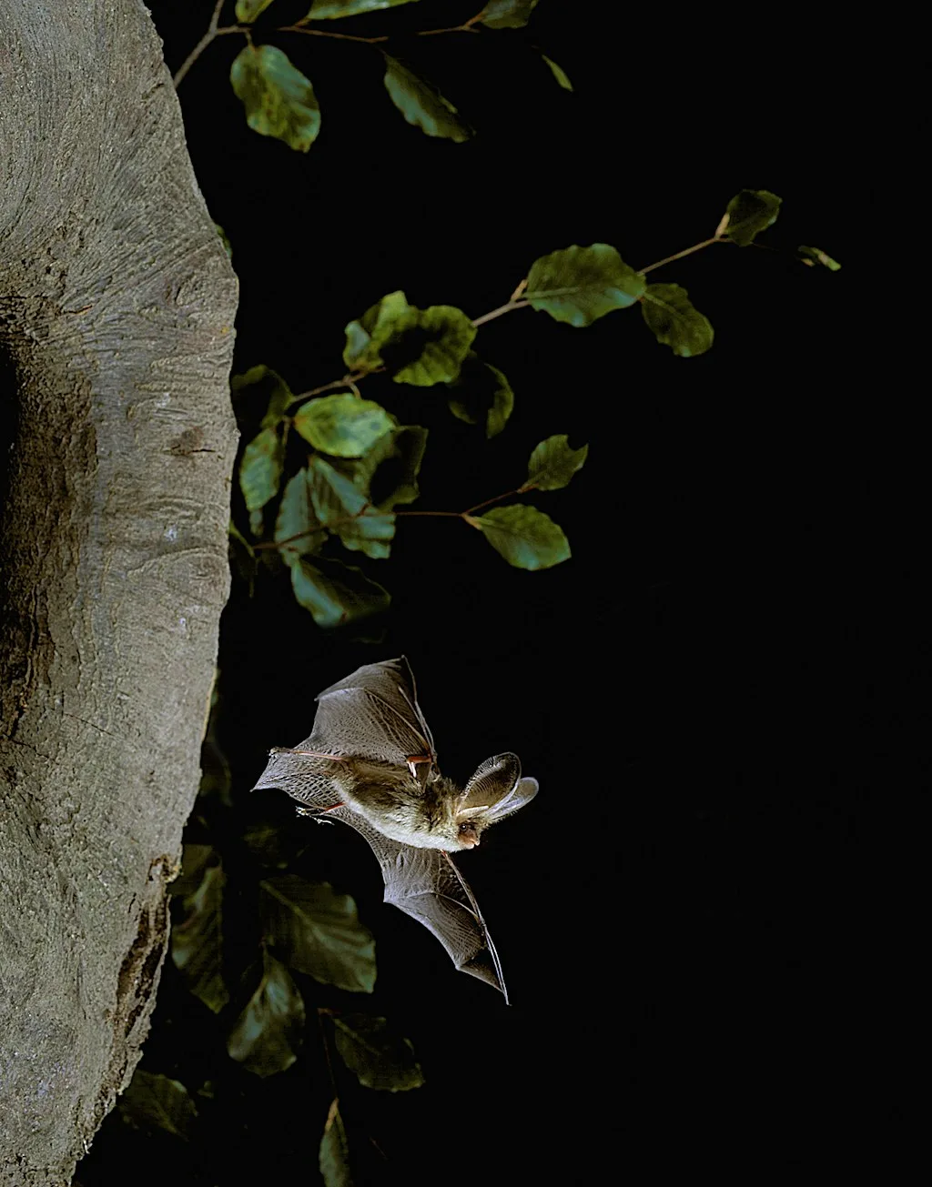 Bat walk by the Wensum at The Oasis