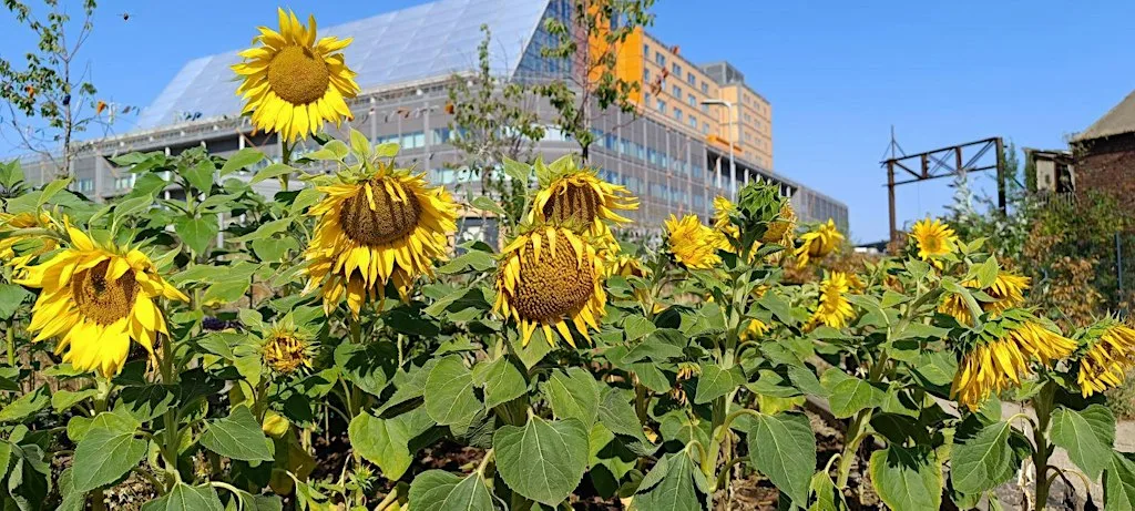 Autumn Solstice at The Commons