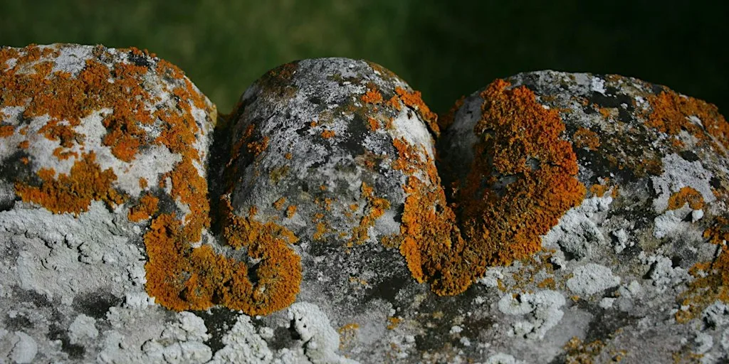 Lichens for Beginners