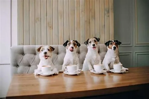 Coffee morning at Medivet Leamington Upper Grove Street