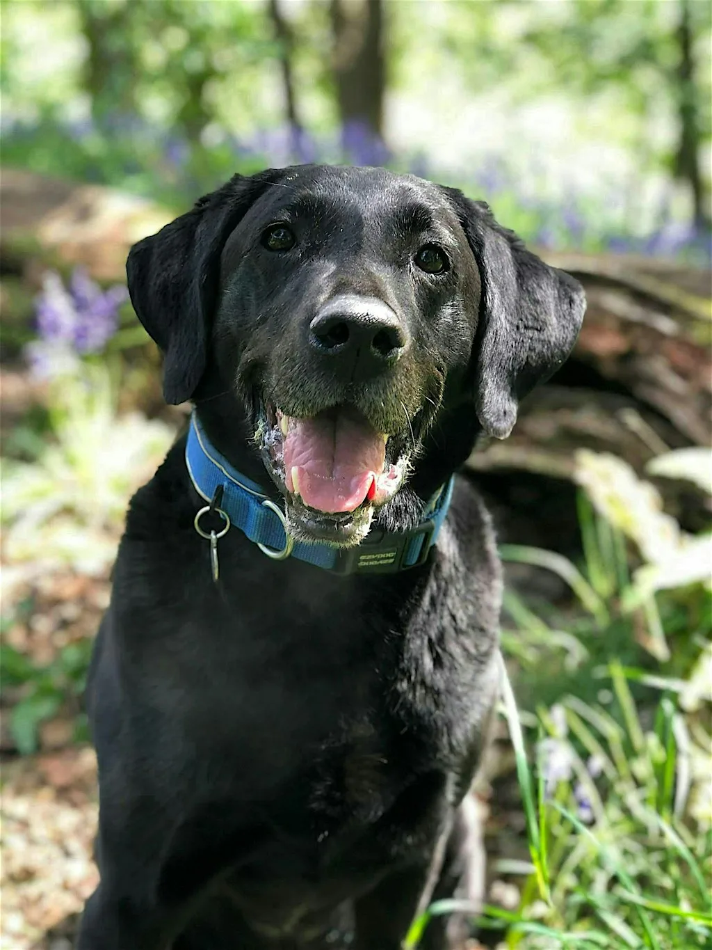Managing canine arthritis is changing - are you?