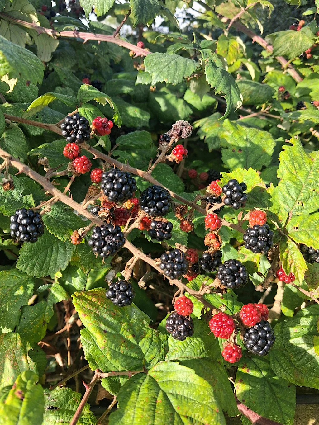 Berry Workshop for Kids