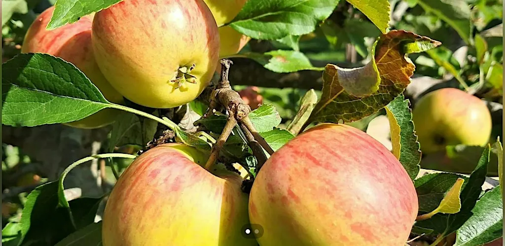 Pick your own apples at The Pickering Road Community Orchard