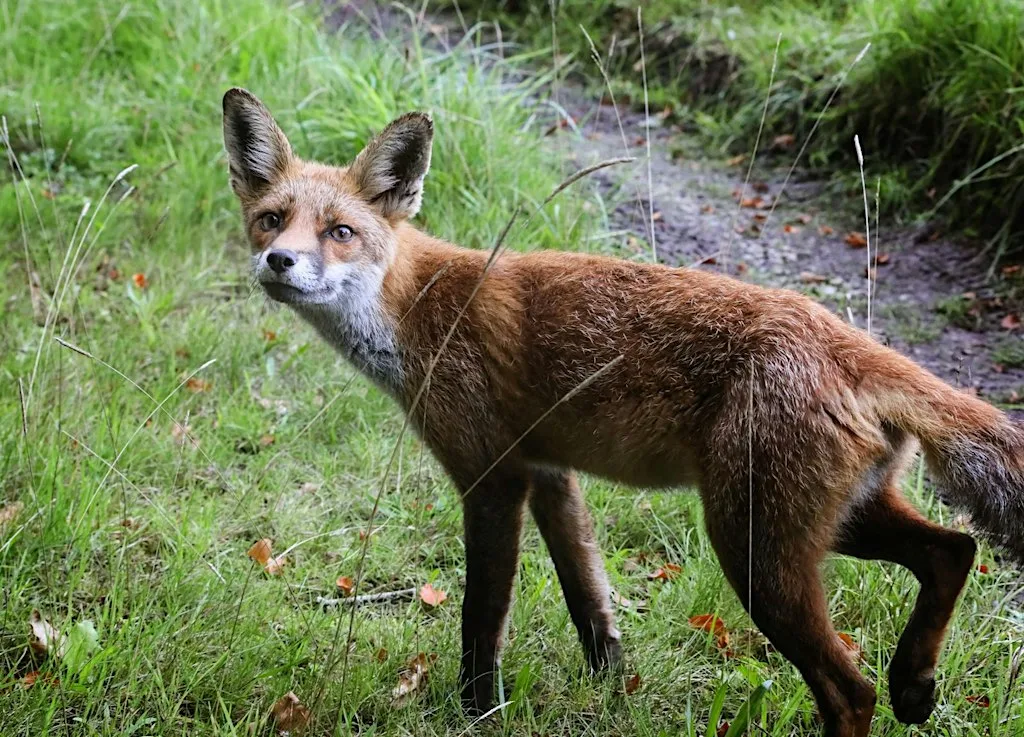 Dunsany Nature Reserve with Zoe the Zoologist at Dunsany Nature Reserve