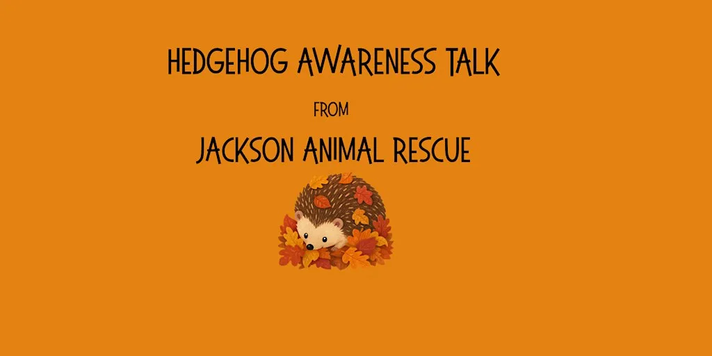 Hedgehog Awareness Talk at Wallasey Central Library