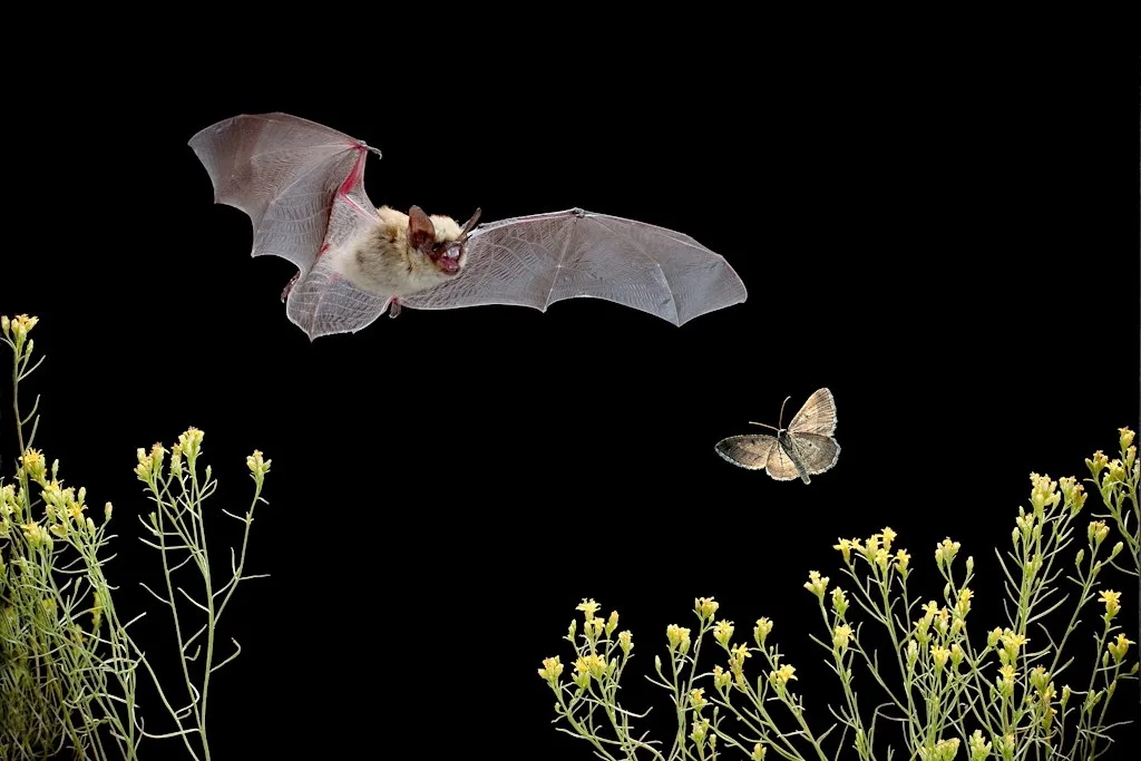 Bat Walk at Culloden Drive