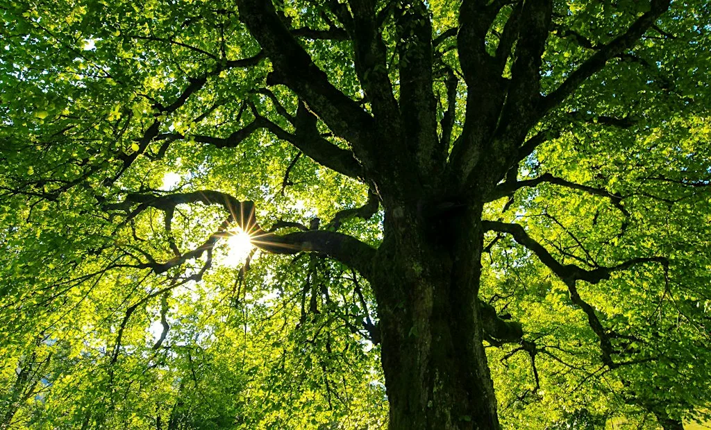 Eco Church Network Monthly Prayer and Discussion