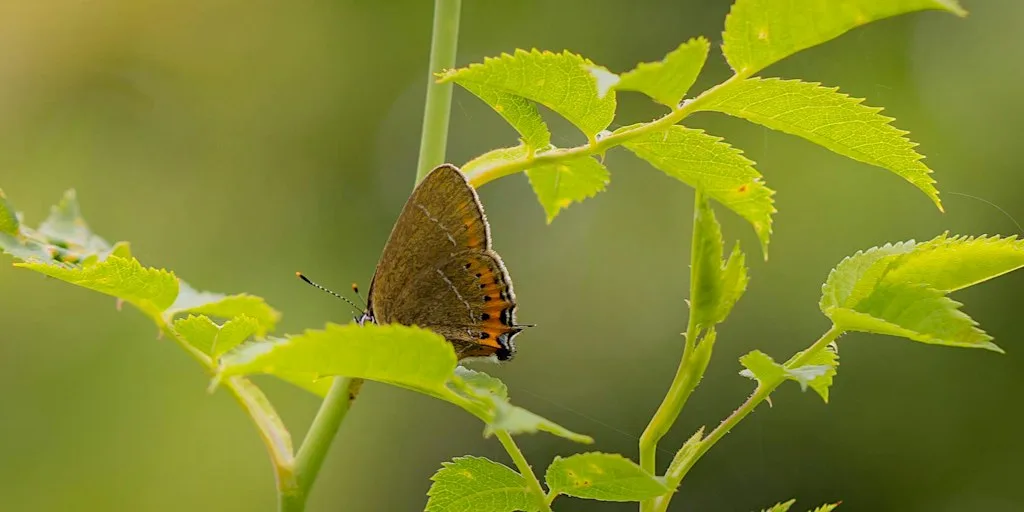 Scrub Cut for the Black Hairstreak at Christmas Gorse nr Winslow at CHRISTMAS GORSE