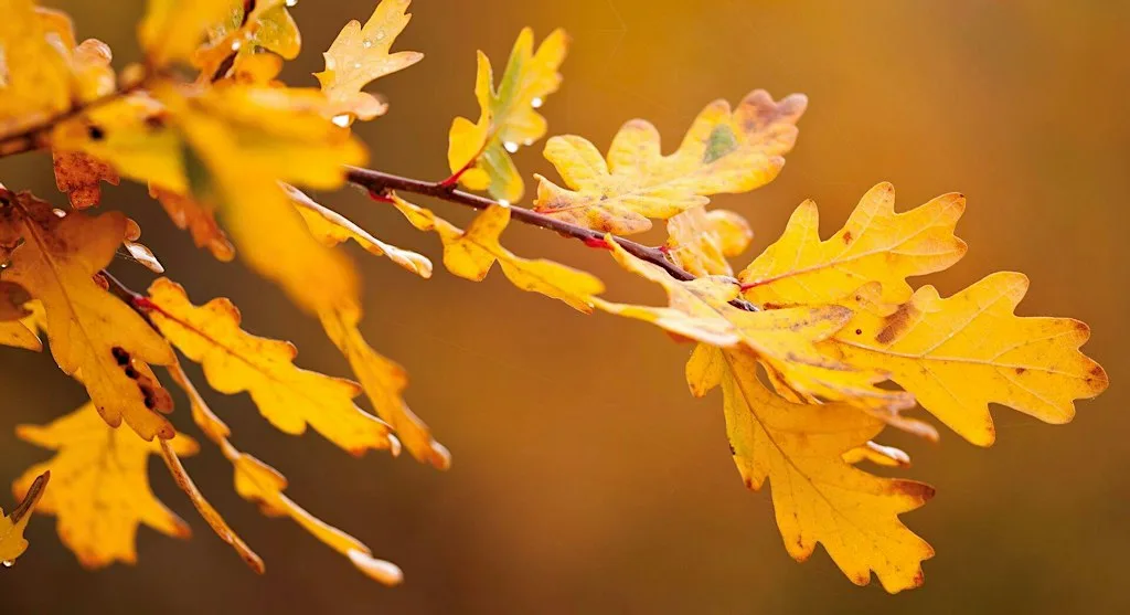 Nature Spotting: Autumn Colours at Attenborough Nature Reserve - Parking at ANC
