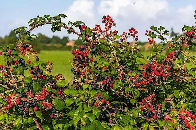 Nature Spotting: Hedgerow Harvest