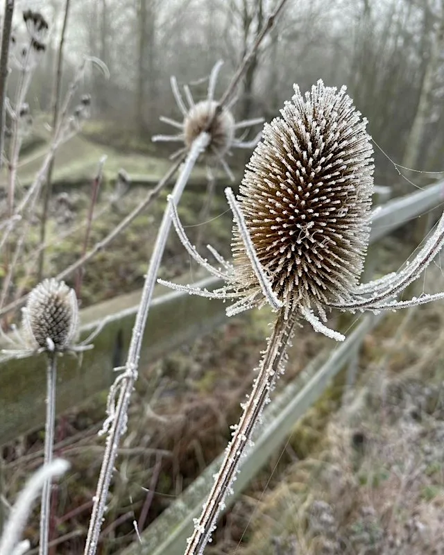 Winter Wildlife Walks - Kenilworth
