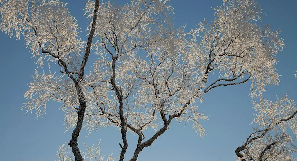 Nature Spotting: Winter Tree Identification