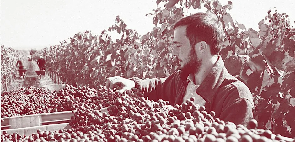 In Residence: Austria's Georg Prieler at Theatre of Wine - Blackheath