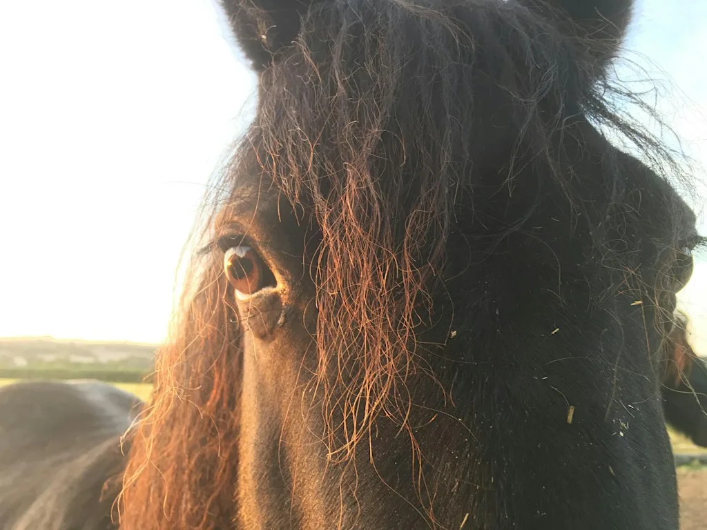 Equine Wellbeing Workshop