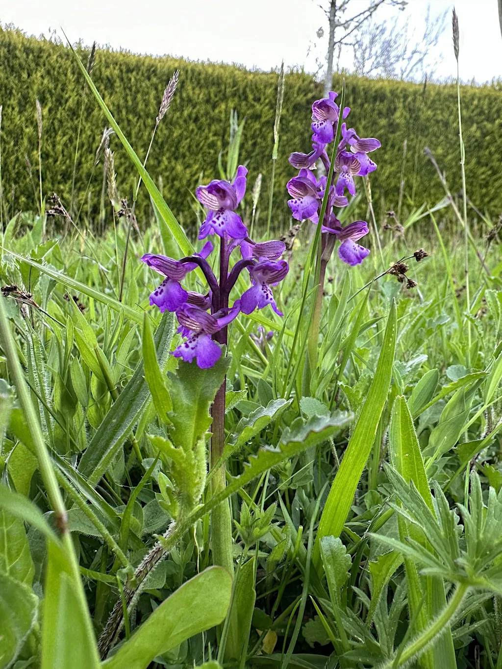 Garden Meadows for Biodiversity
