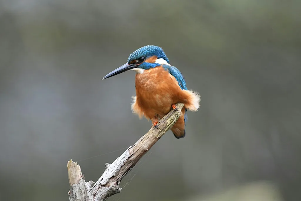 Exploring the Wensum: river, wildlife and connection