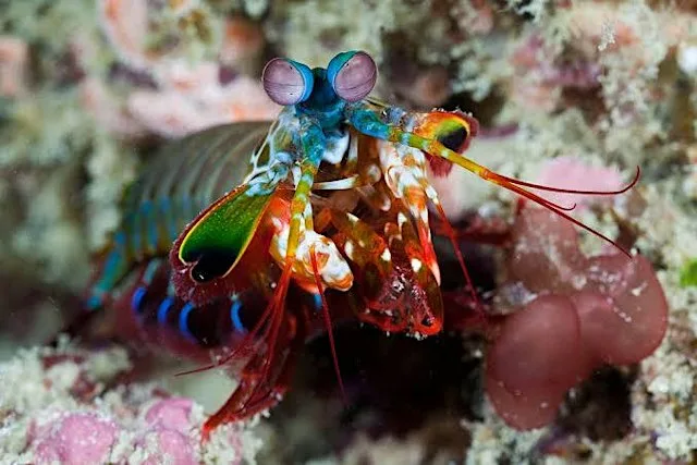 The Ugly Animal Roadshow- Weird Life Underwater