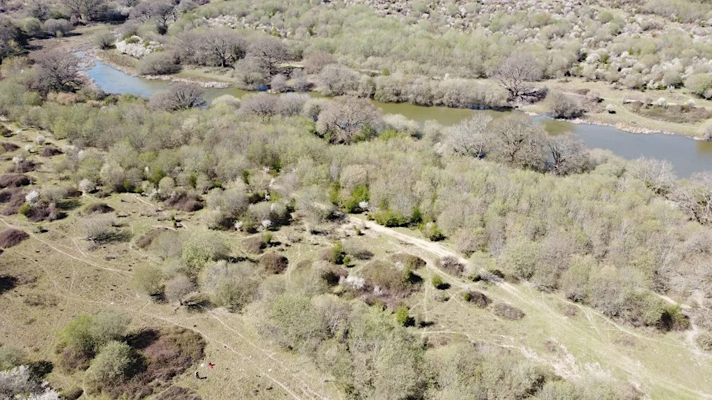 SLBI Series. Urban rewilding: pasts and possible futures.