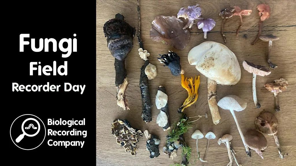 Fungi Field Recorder Day