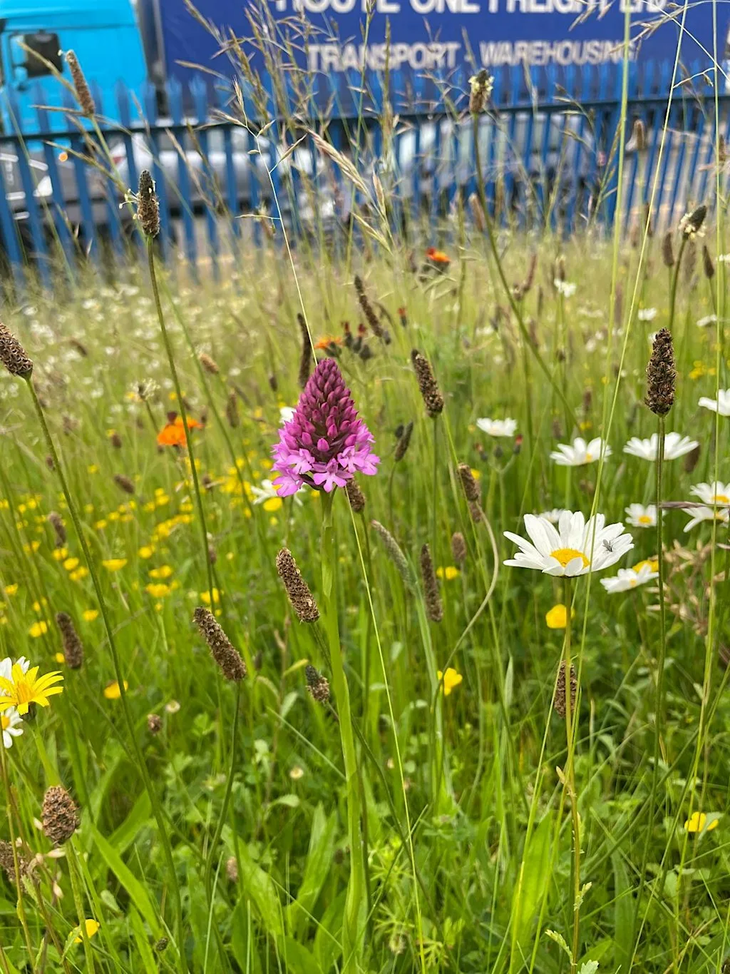 Buzzing Back to Life: Nature at Cressex