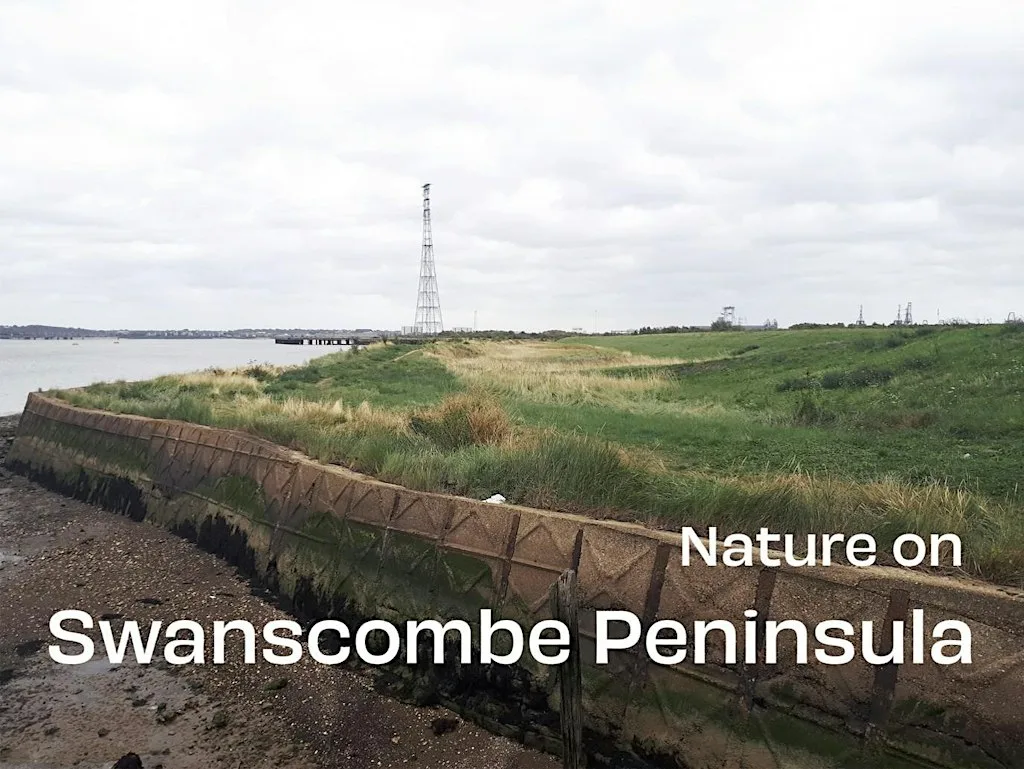 NATURE ON SWANSCOMBE PENINSULA - GUIDED WALK at Manor Way