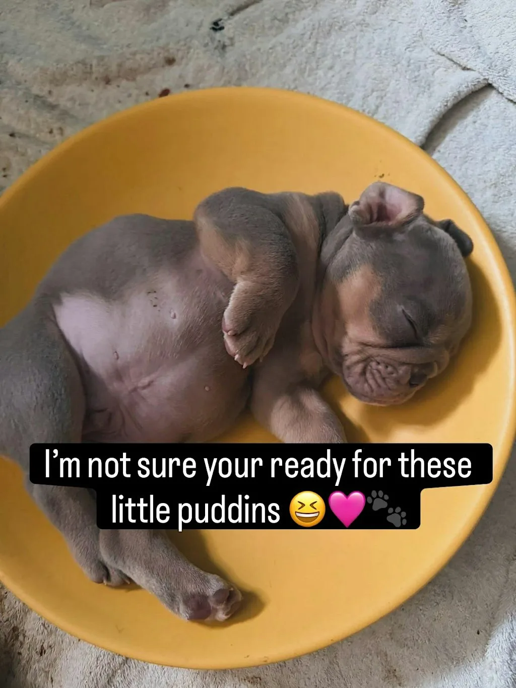Old English Bulldog Puppy Therapy Experience