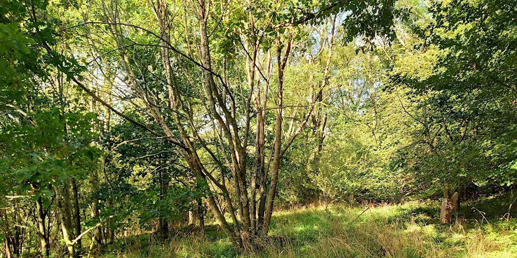 Nature Reserve Work Party- Littley Coppice