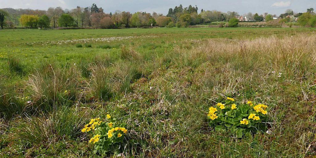 Nature Reserve Work Party- Ail Meadows