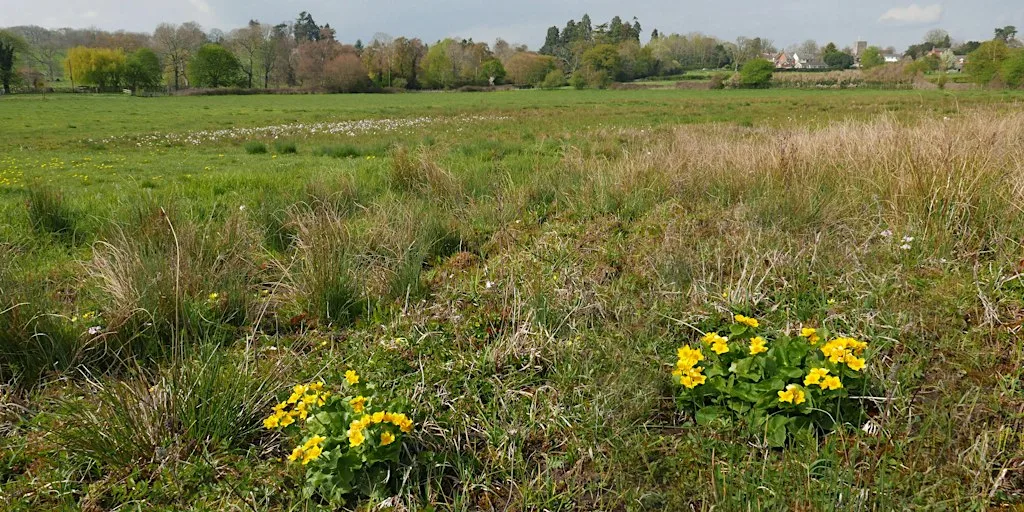 Nature Reserve Work Party- Ail Meadows