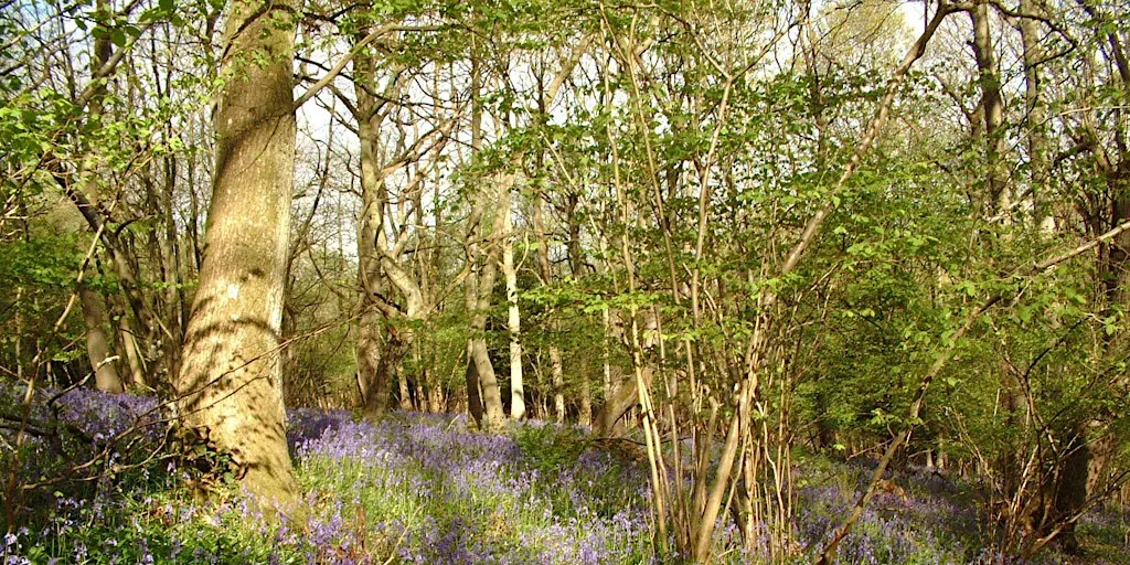 Nature Reserve Work Party- Church Wood