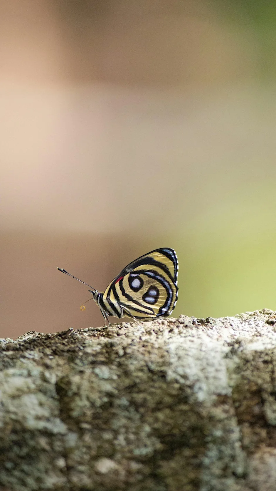 Of birds, bears and butterflies | A choral celebration of creation. at St. Peter's Collegiate Church