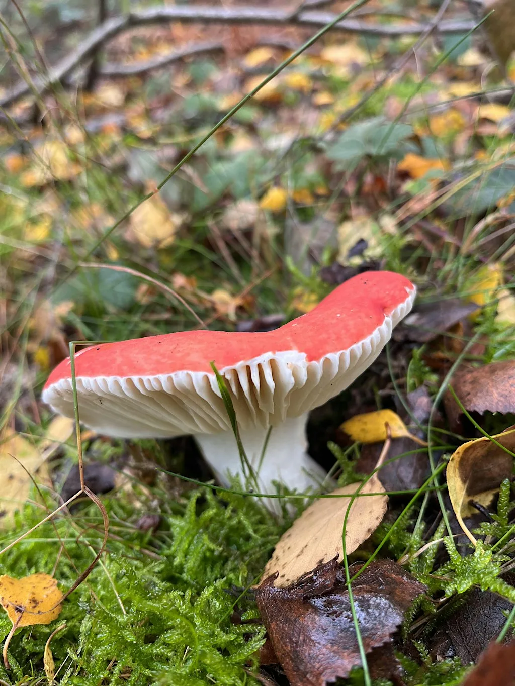 Know Your Fungi : Fungi I.D. Course at Sandy Lane, Leighton Buzzard