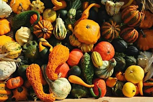 Pumpkin Feast Workshop at Notcutts Garden Pride
