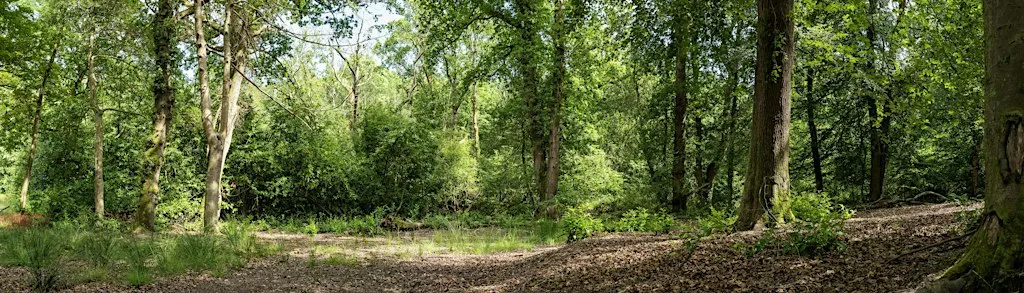 Tour and Presentation of New Forest Open Air Theatre Site