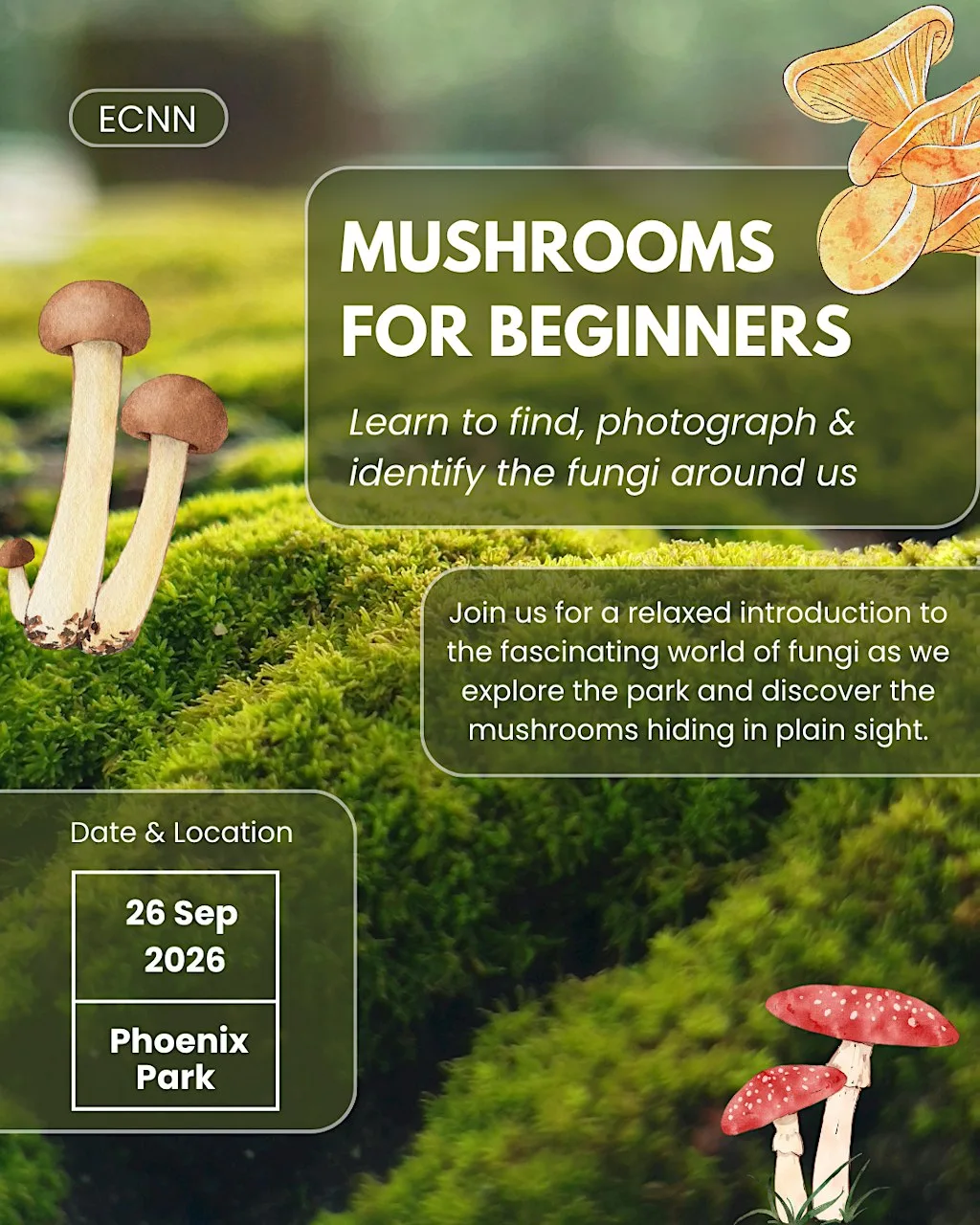 Intro to fungi walk & talk at Phoenix Park