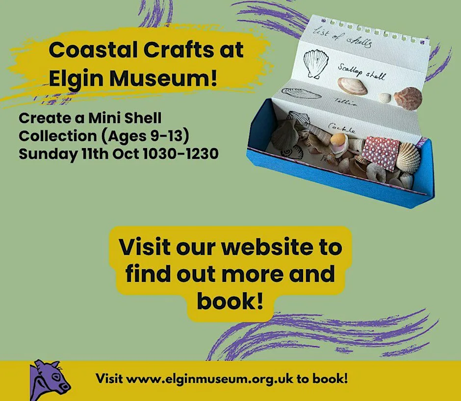 Create your own Miniature Shell Collection (ages 9-13) at Elgin Museum
