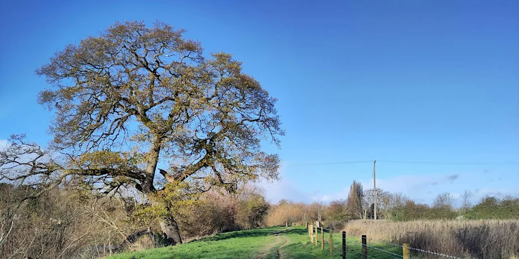Nature Reserve Work Party - Bartonsham Meadows