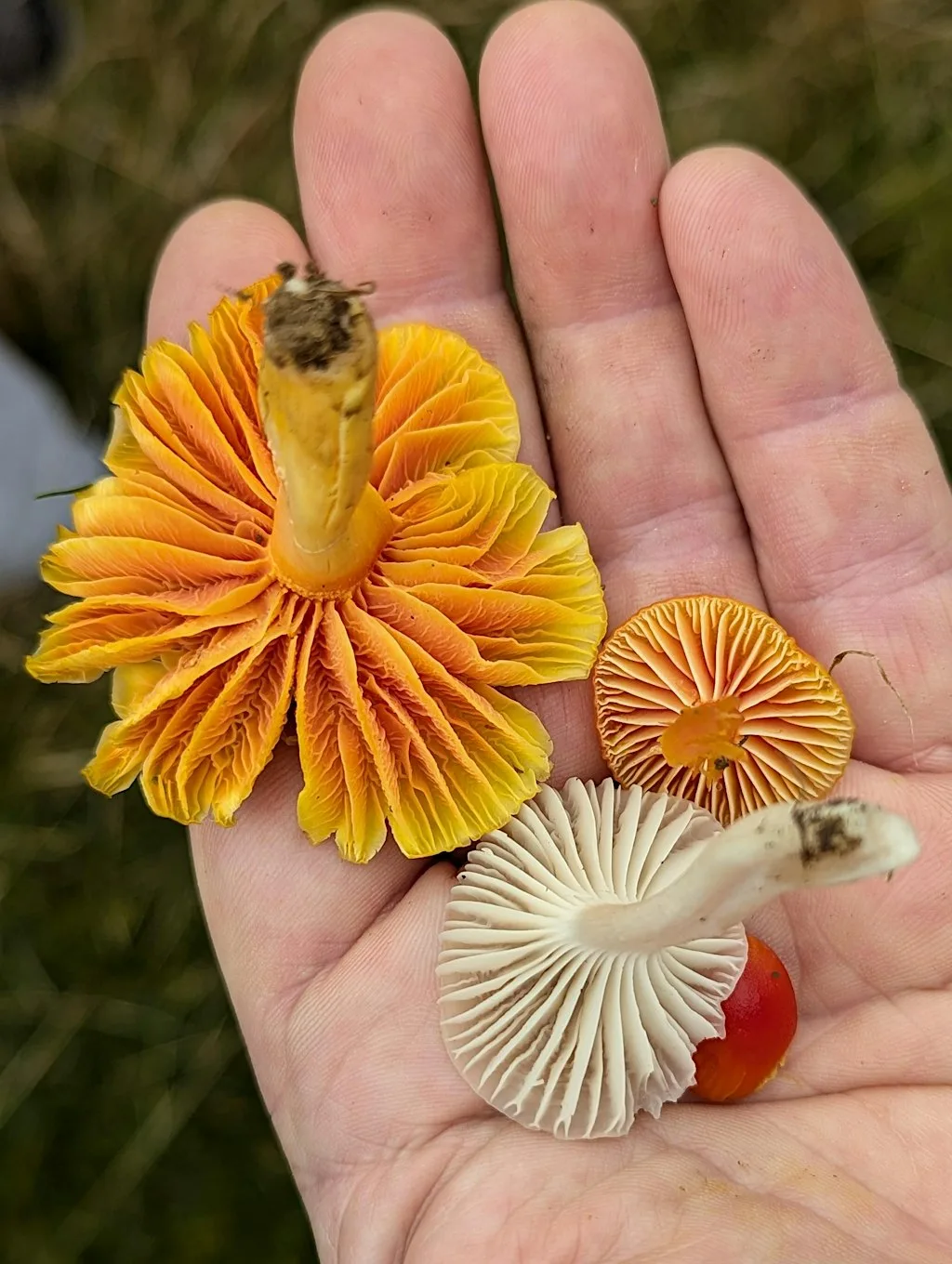 Fungi Foray at Cleeve Common