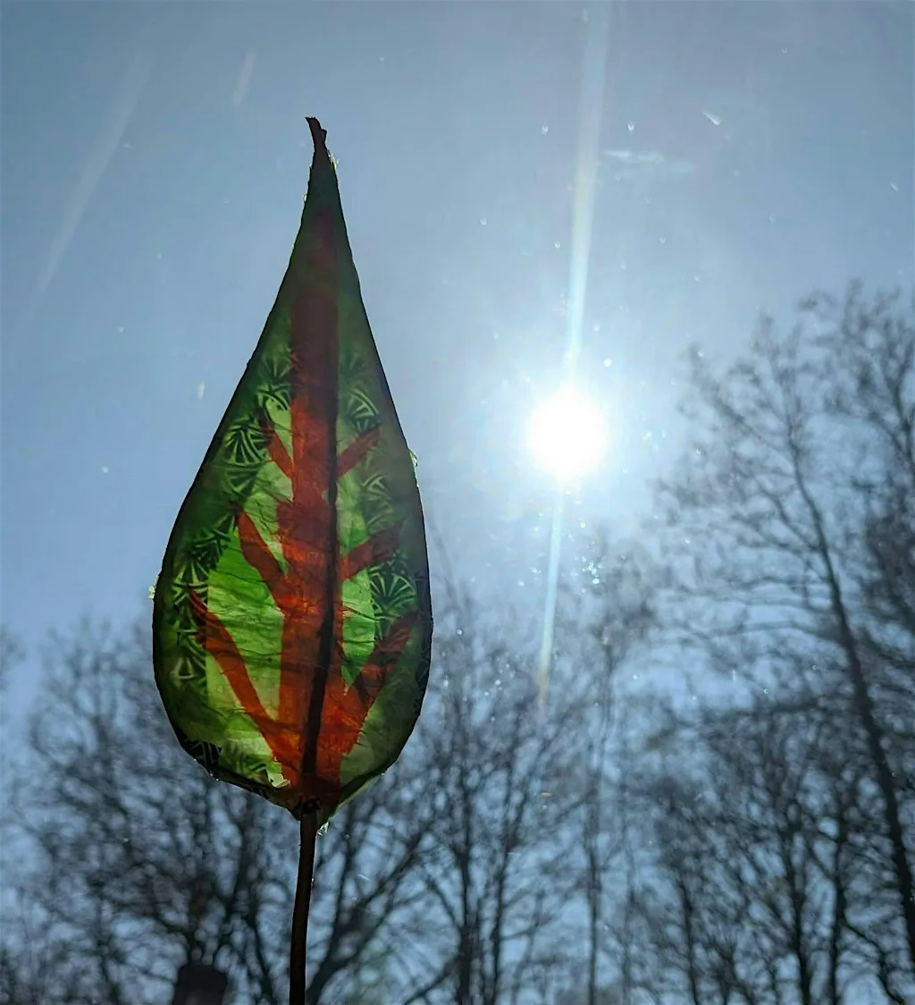 Walking Forest Workshops