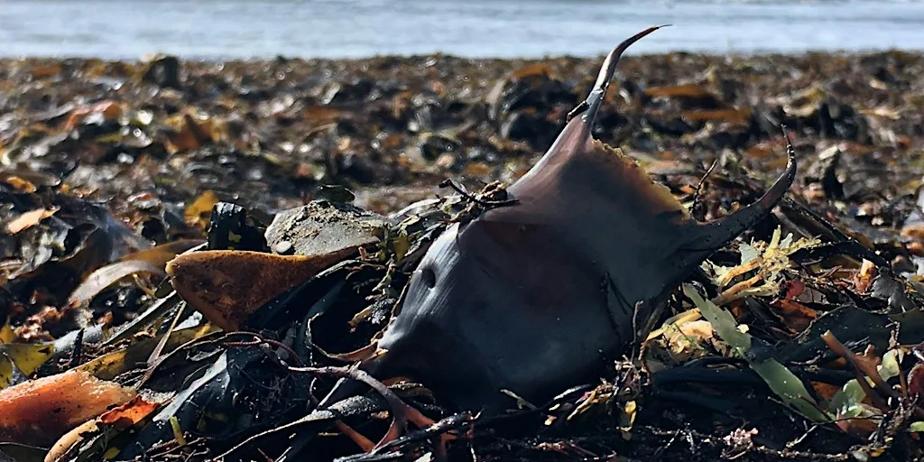 Discover Beachcombing at Kimmeridge at Fine Foundation Wild Seas Centre