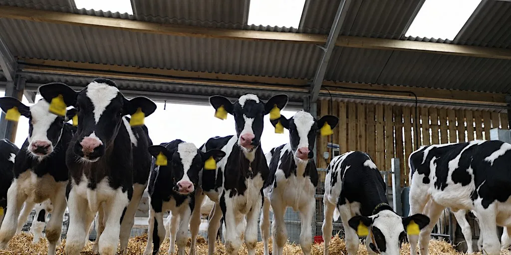 Improving Calf Hygiene & Biosecurity: Insights from Scottish Dairy Farms at Dormieston