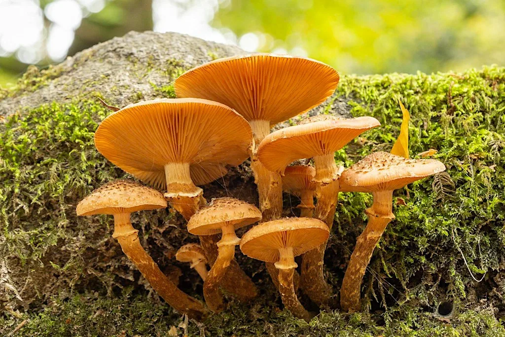 Fabulous Fungi Guided ID walk