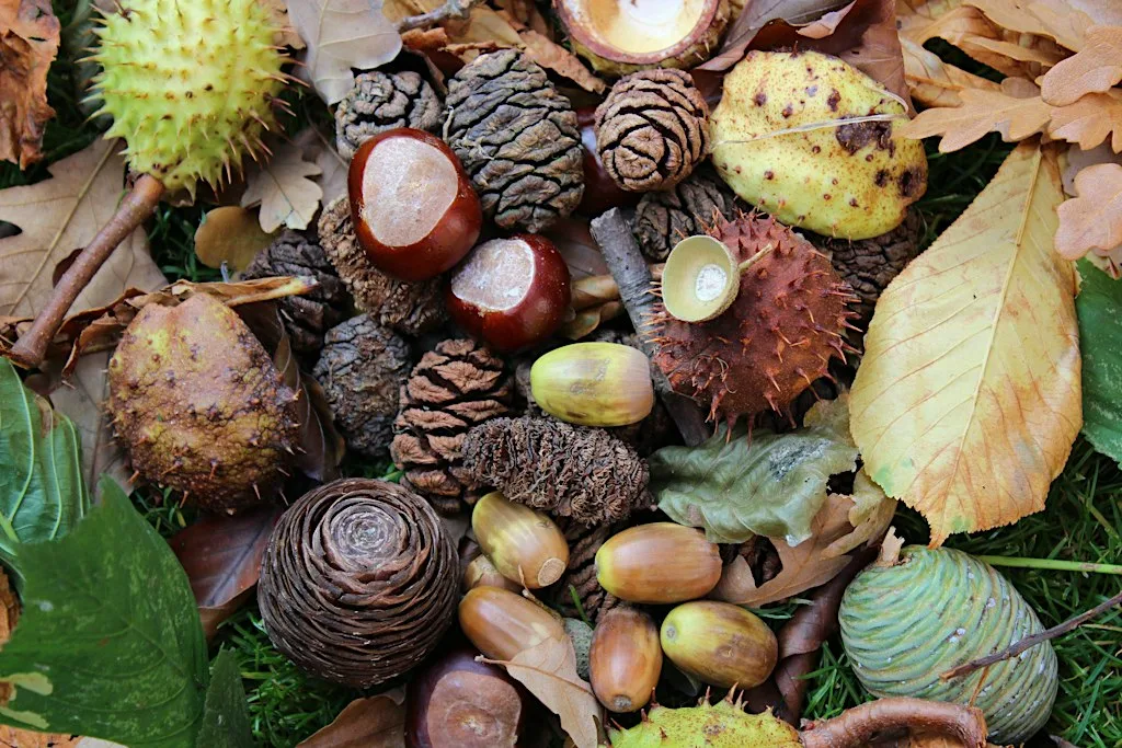 Tree seed collection event 2 (13:30pm-15:30pm) at Broombriggs Farm Country Park