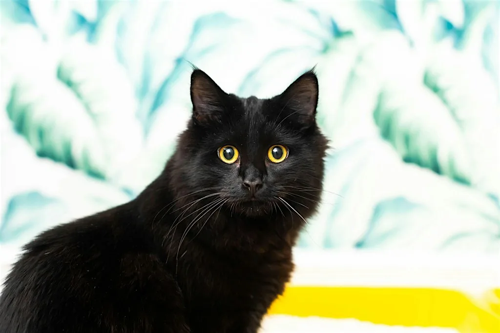 Cat Rehoming Day - September 2026 at Cats Protection