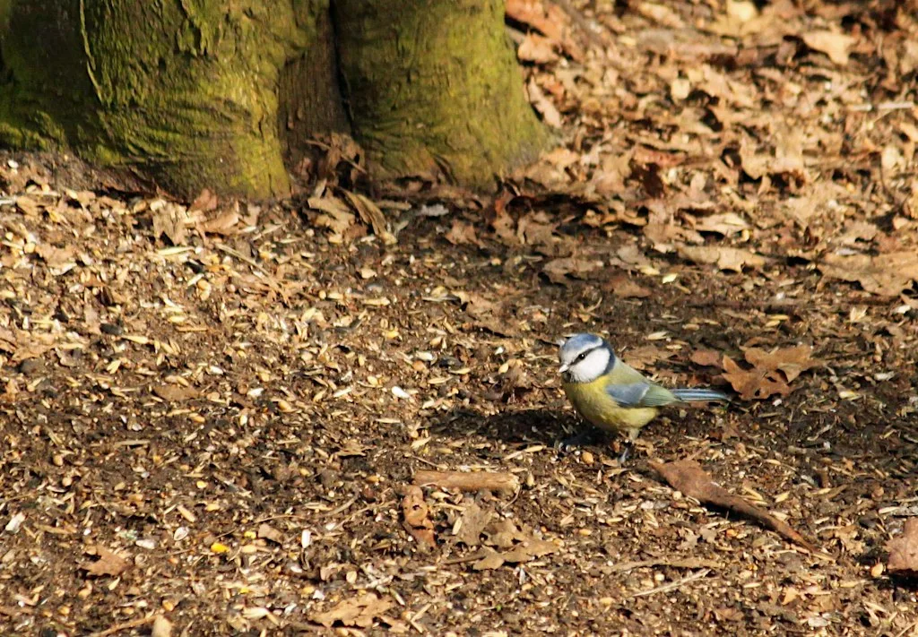 Guided Walk: Spring Dawn Chorus at Moorlands Woodland Nature Reserve