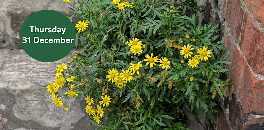 New Year Plant Hunt
