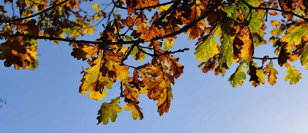 BORG Autumn Seminar 2026 at Darwin Room, Hamilton Centre, Brunel University London