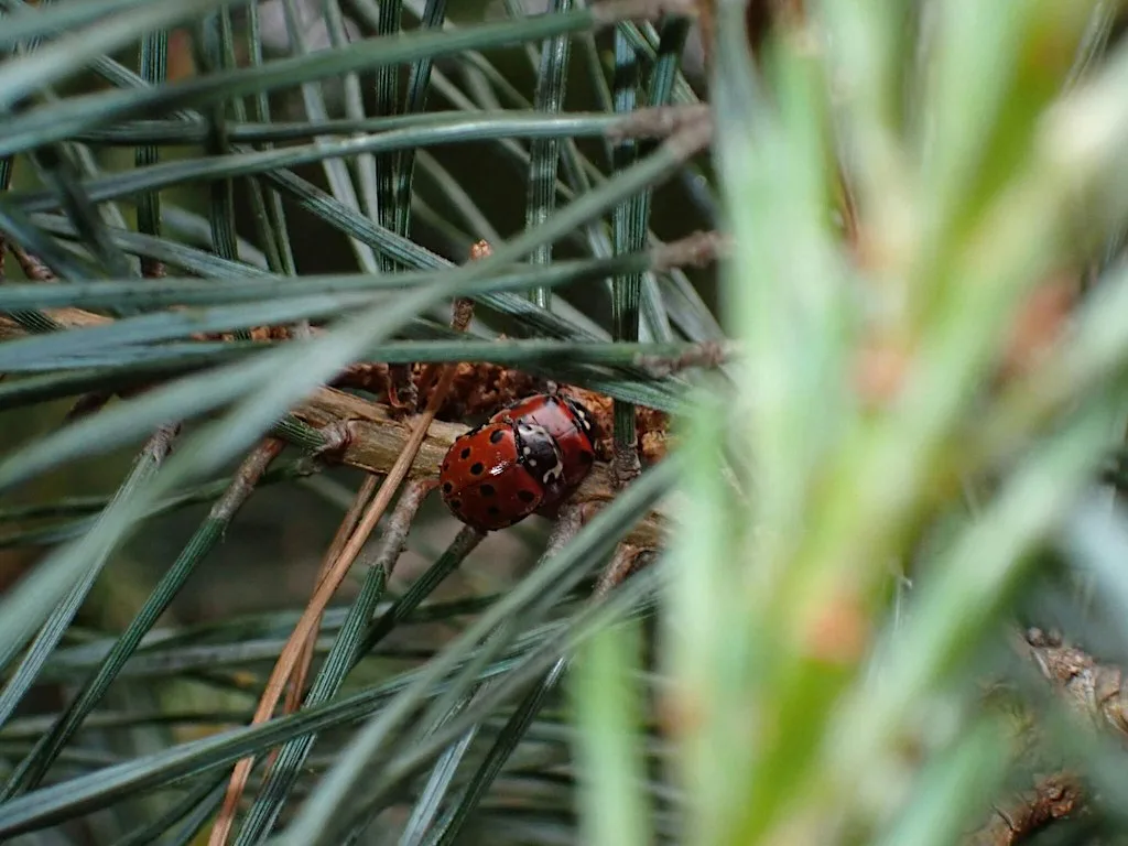 Ladybird ID Workshop