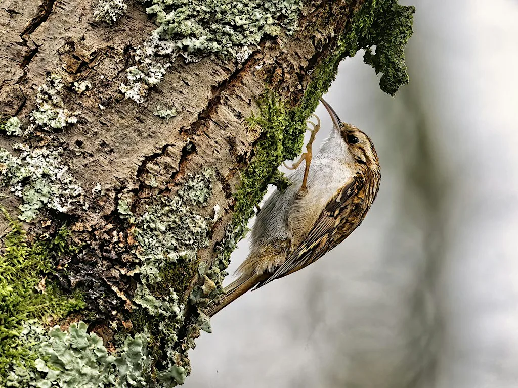 Bird Photography for Enthusiasts at Staveley at Staveley Nature Reserve