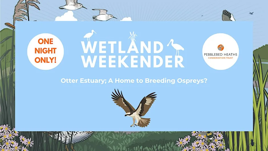Otter Estuary; A Home to Breeding Ospreys?